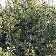 Planted specimen, Bason Reserve, Whanganui. Jul 2012.<br>Photographer: Colin C. Ogle, Licence: <a target='_blank' href='https://creativecommons.org/licenses/by-nc/4.0'>CC BY-NC</a>. <a class='member-message' href='/nzpcn/why-join-nzpcn/' target='_blank'>Members can view a larger version of this image.</a>
