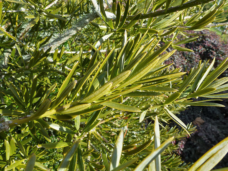 Podocarpus elongatus  New Zealand Plant Conservation Network
