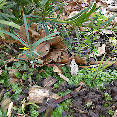 Seedlings naturalising under planted specimen. Bason Reserve, Whanganui. Jul 2012.<br>Photographer: Colin C. Ogle, Licence: <a target='_blank' href='https://creativecommons.org/licenses/by-nc/4.0'>CC BY-NC</a>. <a class='member-message' href='/nzpcn/why-join-nzpcn/' target='_blank'>Members can view a larger version of this image.</a>