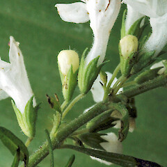 Satureja spicigera