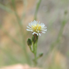 Symphyotrichum subulatum.<br>Photographer: John Smith-Dodsworth, Licence: <a target='_blank' href='https://creativecommons.org/licenses/by-nc/4.0'>CC BY-NC</a>.