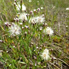 Symphyotrichum subulatum