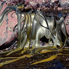 Durvillaea antarctica.<br>Photographer: Jeremy R. Rolfe, Licence: <a target='_blank' href='https://creativecommons.org/licenses/by/4.0'>CC BY</a>. <a class='member-message' href='/nzpcn/why-join-nzpcn/' target='_blank'>Members can view a larger version of this image.</a>