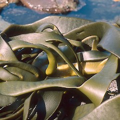Durvillaea antarctica.<br>Photographer: Jeremy R. Rolfe, Licence: <a target='_blank' href='https://creativecommons.org/licenses/by/4.0'>CC BY</a>.