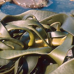 Durvillaea antarctica.<br>Photographer: Jeremy R. Rolfe, Licence: <a target='_blank' href='https://creativecommons.org/licenses/by/4.0'>CC BY</a>. <a class='member-message' href='/nzpcn/why-join-nzpcn/' target='_blank'>Members can view a larger version of this image.</a>
