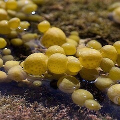 Hormosira banksii.<br>Photographer: Jeremy R. Rolfe, Date taken: 21/02/2006, Licence: <a target='_blank' href='https://creativecommons.org/licenses/by/4.0'>CC BY</a>. <a class='member-message' href='/nzpcn/why-join-nzpcn/' target='_blank'>Members can view a larger version of this image.</a>