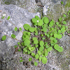 Paynes Ford Scenic Reserve, Takaka Valley.<br>Photographer: Simon Walls, Date taken: 01/11/2012, Licence: <a target='_blank' href='https://creativecommons.org/licenses/by-nc/4.0'>CC BY-NC</a>. <a class='member-message' href='/nzpcn/why-join-nzpcn/' target='_blank'>Members can view a larger version of this image.</a>