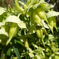 Helleborus foetidus
