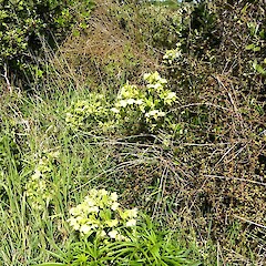 Koitiata dunes, near Turakina River mouth.<br>Photographer: Robyn Ogle, Date taken: 03/10/2015, Licence: All rights reserved. <a class='member-message' href='/nzpcn/why-join-nzpcn/' target='_blank'>Members can view a larger version of this image.</a>
