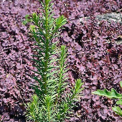 Self-sown seedling. Whanganui. Jan 2012.<br>Photographer: Colin C. Ogle, Licence: <a target='_blank' href='https://creativecommons.org/licenses/by-nc/4.0'>CC BY-NC</a>. <a class='member-message' href='/nzpcn/why-join-nzpcn/' target='_blank'>Members can view a larger version of this image.</a>