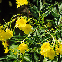 Magnetic Island, Queenland. May 1995.<br>Photographer: Colin C. Ogle, Licence: <a target='_blank' href='https://creativecommons.org/licenses/by-nc/4.0'>CC BY-NC</a>. <a class='member-message' href='/nzpcn/why-join-nzpcn/' target='_blank'>Members can view a larger version of this image.</a>