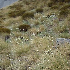 Craigieburn, Canterbury.<br>Photographer: Jane Gosden, Licence: <a target='_blank' href='https://creativecommons.org/licenses/by-nc-sa/4.0'>CC BY-NC-SA</a>. <a class='member-message' href='/nzpcn/why-join-nzpcn/' target='_blank'>Members can view a larger version of this image.</a>