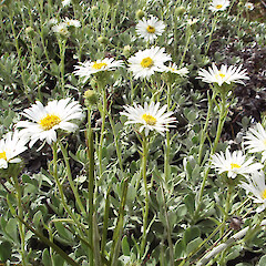 Craigieburn, Canterbury.<br>Photographer: Jane Gosden, Licence: <a target='_blank' href='https://creativecommons.org/licenses/by-nc-sa/4.0'>CC BY-NC-SA</a>. <a class='member-message' href='/nzpcn/why-join-nzpcn/' target='_blank'>Members can view a larger version of this image.</a>