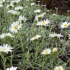 Craigieburn, Canterbury.<br>Photographer: Jane Gosden, Licence: <a target='_blank' href='https://creativecommons.org/licenses/by-nc-sa/4.0'>CC BY-NC-SA</a>. <a class='member-message' href='/nzpcn/why-join-nzpcn/' target='_blank'>Members can view a larger version of this image.</a>