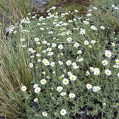 Craigieburn, Canterbury.<br>Photographer: Jane Gosden, Licence: <a target='_blank' href='https://creativecommons.org/licenses/by-nc-sa/4.0'>CC BY-NC-SA</a>. <a class='member-message' href='/nzpcn/why-join-nzpcn/' target='_blank'>Members can view a larger version of this image.</a>
