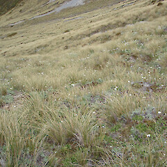 Craigieburn, Canterbury.<br>Photographer: Jane Gosden, Licence: <a target='_blank' href='https://creativecommons.org/licenses/by-nc-sa/4.0'>CC BY-NC-SA</a>. <a class='member-message' href='/nzpcn/why-join-nzpcn/' target='_blank'>Members can view a larger version of this image.</a>
