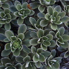 Otira.<br>Photographer: Jane Gosden, Licence: <a target='_blank' href='https://creativecommons.org/licenses/by-nc-sa/4.0'>CC BY-NC-SA</a>. <a class='member-message' href='/nzpcn/why-join-nzpcn/' target='_blank'>Members can view a larger version of this image.</a>