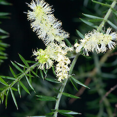Acacia verticillata subsp. cephalantha
