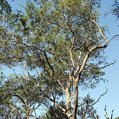 Haywards Scenic Reserve, Lower Hutt.<br>Photographer: Jeremy R. Rolfe, Date taken: 06/12/2006, Licence: <a target='_blank' href='https://creativecommons.org/licenses/by/4.0'>CC BY</a>. <a class='member-message' href='/nzpcn/why-join-nzpcn/' target='_blank'>Members can view a larger version of this image.</a>