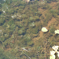 Field shot in Queensland (foliage of Cabomba caroliniana).<br>Photographer: Andrew Petroeschevsky, Date taken: 07/01/2004, Licence: All rights reserved. <a class='member-message' href='/nzpcn/why-join-nzpcn/' target='_blank'>Members can view a larger version of this image.</a>