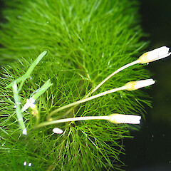 Flowers, surface and submerged foliage.<br>Photographer: Deborah Hofstra, Date taken: 05/01/2004, Licence: All rights reserved. <a class='member-message' href='/nzpcn/why-join-nzpcn/' target='_blank'>Members can view a larger version of this image.</a>