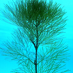 Submerged foliage.<br>Photographer: Rohan Wells, Date taken: 12/02/2003, Licence: All rights reserved. <a class='member-message' href='/nzpcn/why-join-nzpcn/' target='_blank'>Members can view a larger version of this image.</a>