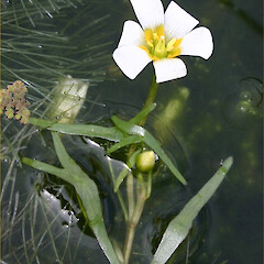 Flowers of Cabomba caroliniana.<br>Photographer: Trevor James, Date taken: 17/11/2004, Licence: All rights reserved. <a class='member-message' href='/nzpcn/why-join-nzpcn/' target='_blank'>Members can view a larger version of this image.</a>