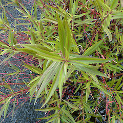 Hygrophila angustifolia