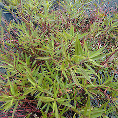 Foliage of Hygrophila angustifolia.<br>Photographer: Paul Champion, Date taken: 14/06/2013, Licence: All rights reserved. <a class='member-message' href='/nzpcn/why-join-nzpcn/' target='_blank'>Members can view a larger version of this image.</a>