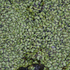 Lemna aequinoctialis.<br>Photographer: Unknown, Date taken: 19/07/2007, Licence: All rights reserved. <a class='member-message' href='/nzpcn/why-join-nzpcn/' target='_blank'>Members can view a larger version of this image.</a>
