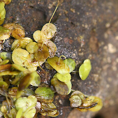 Lemna aequinoctialis.<br>Photographer: Unknown, Date taken: 19/07/2007, Licence: All rights reserved. <a class='member-message' href='/nzpcn/why-join-nzpcn/' target='_blank'>Members can view a larger version of this image.</a>