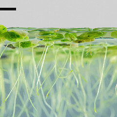 Matukureia Swamp, Auckland (from material collected by Peter de Lange).<br>Photographer: Jeremy R. Rolfe, Date taken: 02/02/2014, Licence: <a target='_blank' href='https://creativecommons.org/licenses/by/4.0'>CC BY</a>. <a class='member-message' href='/nzpcn/why-join-nzpcn/' target='_blank'>Members can view a larger version of this image.</a>