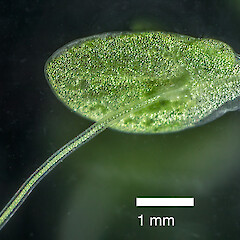Root and underside of frond. Matukureia Swamp, Auckland (from material collected by Peter de Lange).<br>Photographer: Jeremy R. Rolfe, Date taken: 02/02/2014, Licence: <a target='_blank' href='https://creativecommons.org/licenses/by/4.0'>CC BY</a>. <a class='member-message' href='/nzpcn/why-join-nzpcn/' target='_blank'>Members can view a larger version of this image.</a>