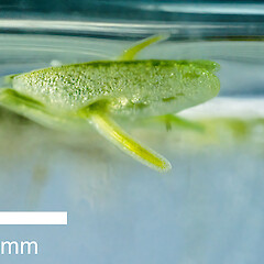 Emerging root and underside of frond. Matukureia Swamp, Auckland (from material collected by Peter de Lange).<br>Photographer: Jeremy R. Rolfe, Date taken: 02/02/2014, Licence: <a target='_blank' href='https://creativecommons.org/licenses/by/4.0'>CC BY</a>. <a class='member-message' href='/nzpcn/why-join-nzpcn/' target='_blank'>Members can view a larger version of this image.</a>