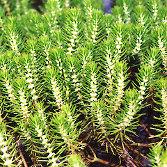 Myriophyllum variifolium foliage.<br>Photographer: Trevor James, Date taken: 05/07/2012, Licence: All rights reserved. <a class='member-message' href='/nzpcn/why-join-nzpcn/' target='_blank'>Members can view a larger version of this image.</a>