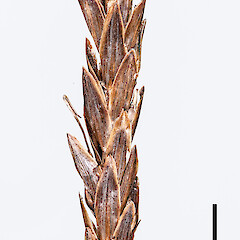 Section of spike showing glumes obscuring utricles.<br>Photographer: Jeremy R. Rolfe, Date taken: 15/12/2012, Licence: <a target='_blank' href='https://creativecommons.org/licenses/by/4.0'>CC BY</a>. <a class='member-message' href='/nzpcn/why-join-nzpcn/' target='_blank'>Members can view a larger version of this image.</a>