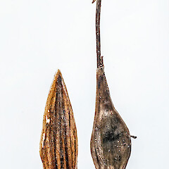 Glume (left) and utricle.<br>Photographer: Jeremy R. Rolfe, Date taken: 15/12/2012, Licence: <a target='_blank' href='https://creativecommons.org/licenses/by/4.0'>CC BY</a>. <a class='member-message' href='/nzpcn/why-join-nzpcn/' target='_blank'>Members can view a larger version of this image.</a>