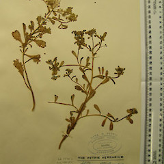 Lepidium amissum - two plants, part of the Waitakere suite of gatherings.<br>Photographer: WELT herbarium, Museum of New Zealand Te Papa Tongarewa, Licence: All rights reserved.