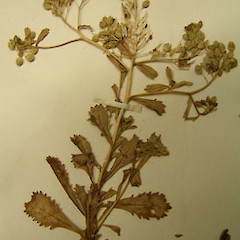 A flowering and fruiting plant.<br>Photographer: WELT herbarium, Museum of New Zealand Te Papa Tongarewa, Licence: All rights reserved.