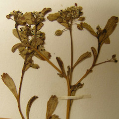 Lepidium amissum - close up of flowers and silicles (fruits).<br>Photographer: WELT herbarium, Museum of New Zealand Te Papa Tongarewa, Licence: All rights reserved.