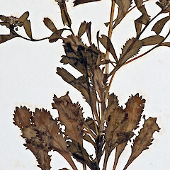 Basal stem leaves of Lepidium amissum. AK 4473.<br>Photographer: Jeremy R. Rolfe, Date taken: 27/02/2009, Licence: <a target='_blank' href='https://creativecommons.org/licenses/by/4.0'>CC BY</a>. <a class='member-message' href='/nzpcn/why-join-nzpcn/' target='_blank'>Members can view a larger version of this image.</a>
