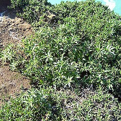 Banks Peninsula. Sep 2007.<br>Photographer: Gary Houliston, Licence: All rights reserved. <a class='member-message' href='/nzpcn/why-join-nzpcn/' target='_blank'>Members can view a larger version of this image.</a>