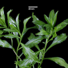 In cultivation. Jan 2010.<br>Photographer: Peter B. Heenan, Licence: <a target='_blank' href='https://creativecommons.org/licenses/by-nc/4.0'>CC BY-NC</a>.