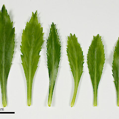 Lepidium aegrum (from left to right) basal- to mid-stem foliage.<br>Photographer: Peter B. Heenan, Licence: <a target='_blank' href='https://creativecommons.org/licenses/by-nc/4.0'>CC BY-NC</a>.