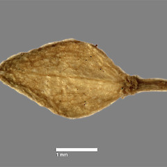 Mature silicle of Lepidium aegrum. CHR 222380.<br>Photographer: Peter B. Heenan, Licence: <a target='_blank' href='https://creativecommons.org/licenses/by-nc/4.0'>CC BY-NC</a>.