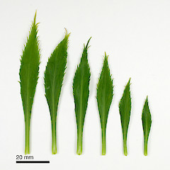 (From leaf to right) basal-, mid- and upper-stem leaves of Lepidium castellanum.<br>Photographer: Peter B. Heenan, Licence: <a target='_blank' href='https://creativecommons.org/licenses/by-nc/4.0'>CC BY-NC</a>.