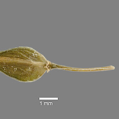 Mature silicle of Lepidium castellanum. From holotype (AK 297694).<br>Photographer: Jeremy R. Rolfe, Date taken: 30/10/2010, Licence: <a target='_blank' href='https://creativecommons.org/licenses/by/4.0'>CC BY</a>. <a class='member-message' href='/nzpcn/why-join-nzpcn/' target='_blank'>Members can view a larger version of this image.</a>