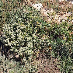 Aramoana Mole. Nov 2009.<br>Photographer: Peter B. Heenan, Licence: <a target='_blank' href='https://creativecommons.org/licenses/by-nc/4.0'>CC BY-NC</a>.