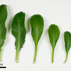 (From left to right) basal-, mid- to upper-stem leaves of Lepidium crassum.<br>Photographer: Peter B. Heenan, Licence: <a target='_blank' href='https://creativecommons.org/licenses/by-nc/4.0'>CC BY-NC</a>.