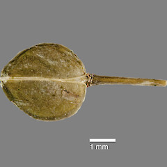 Mature silicle of Lepidium crassum. CHR 439956.<br>Photographer: Jeremy R. Rolfe, Date taken: 16/12/2010, Licence: <a target='_blank' href='https://creativecommons.org/licenses/by/4.0'>CC BY</a>. <a class='member-message' href='/nzpcn/why-join-nzpcn/' target='_blank'>Members can view a larger version of this image.</a>